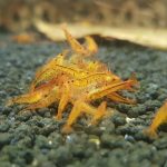 Tangerine Tiger Shrimp