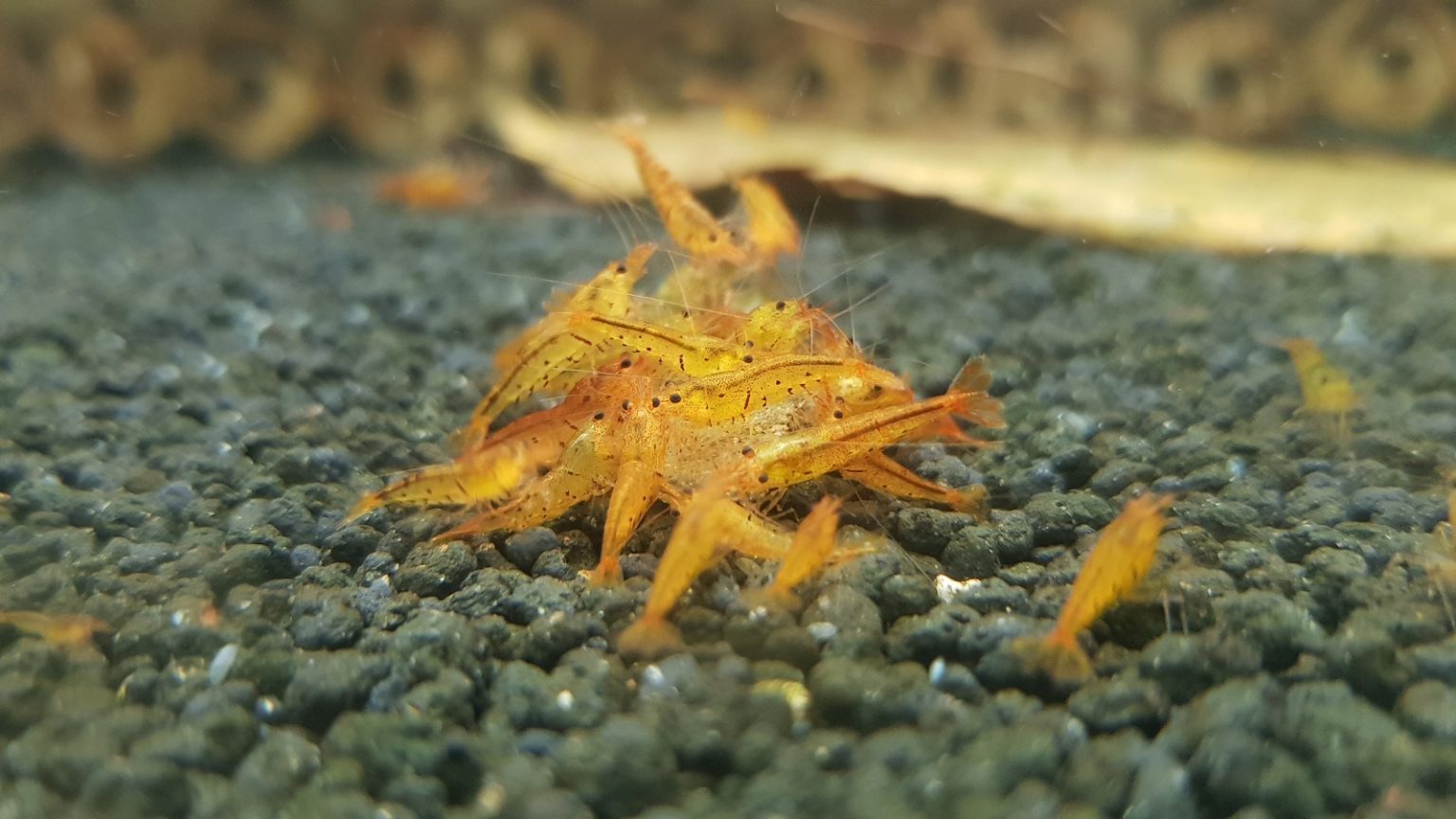 Tangerine Tiger Shrimp ShrimpCity