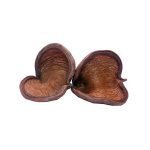 Deverose Sterculia Pods